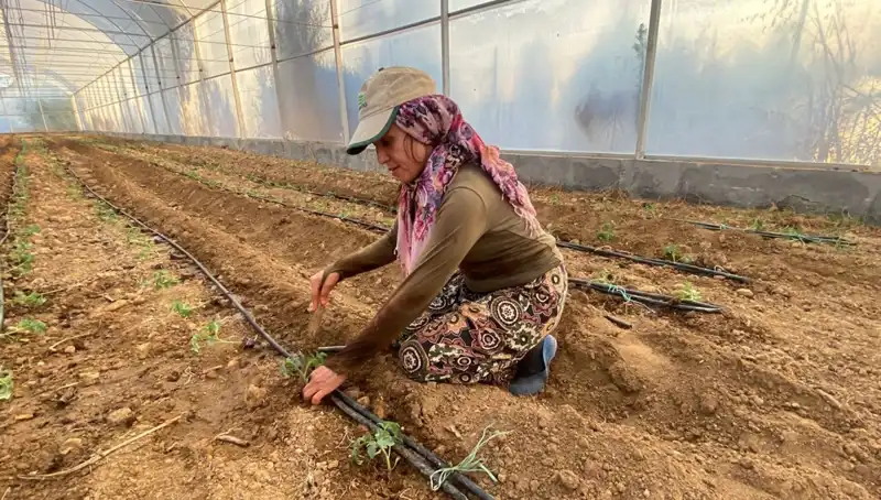 Fideler Toprakla Buluştu: Tarımın Geleceği İçin Bir Umut Işığı
