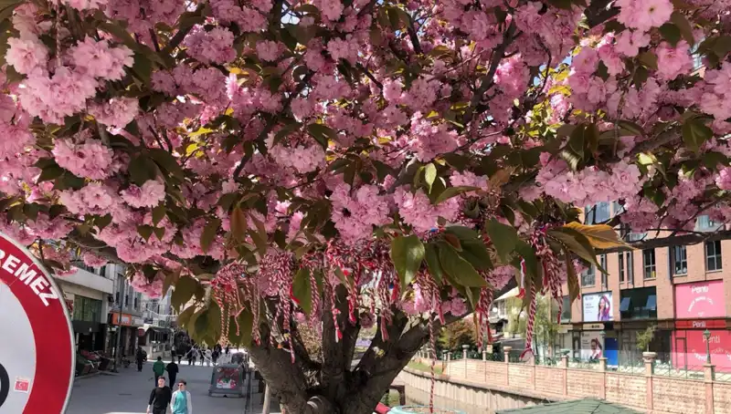 Süs Erik Ağacına "Martenitsa" Bağlandı: Geleneksel Ritüelin Anlamı