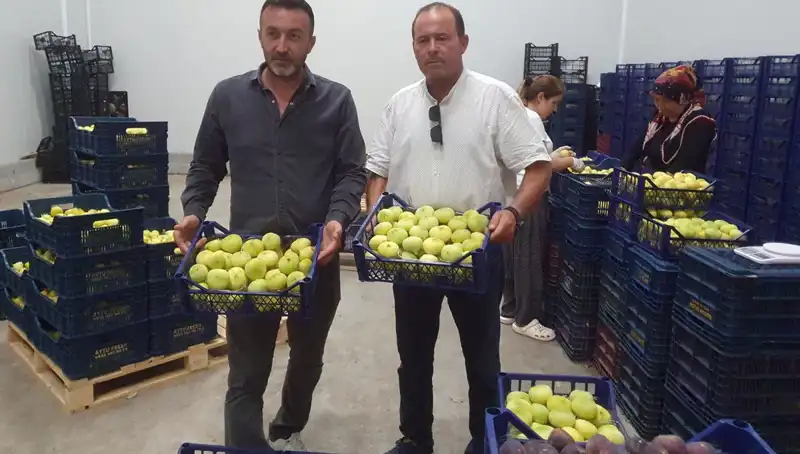 Mersinli Çiftçinin Ürünlerine Yüksek Talep: Tanesi 20 TL'den İhraç Ediliyor