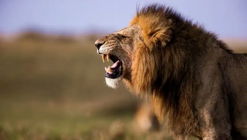 14 Yaşındaki Kız Aslan Saldırısında Hayatını Kaybetti: Şoke Edici Olay