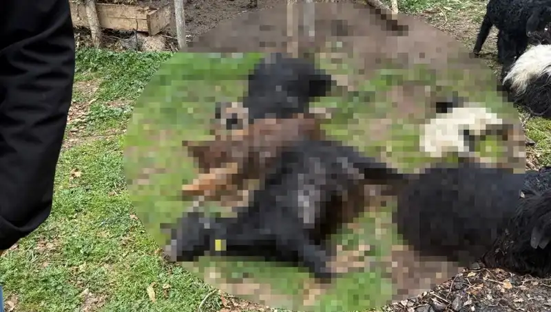 Sahipsiz Köpeklerin Saldırısı: 18 Keçi Telef Olmuş!