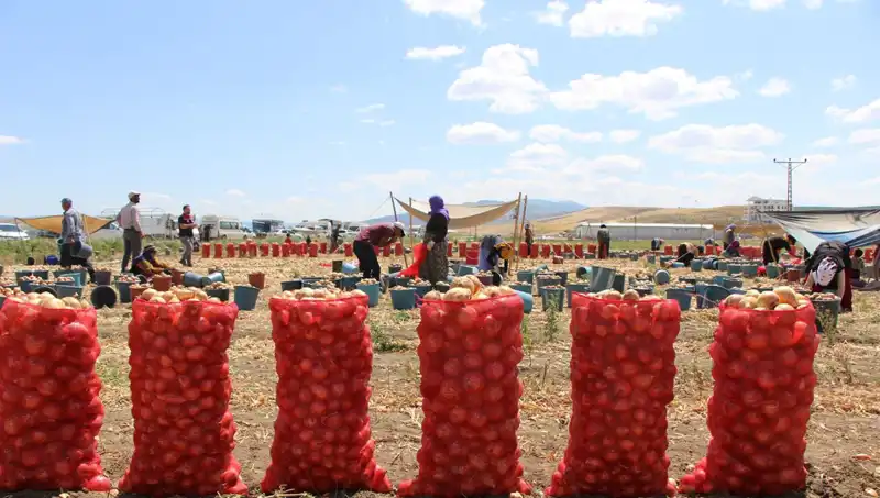 Amasya Elmasları Avrupa'yı Sarhoş Ediyor: Elma İhracatında Patlama!