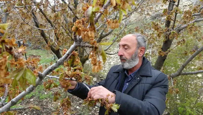 Kirazda Şok: Zirai Don, Üreticileri Zor Durumda Bıraktı!