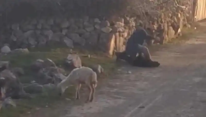 Koyuna Eziyet Eden Şahıs Gözaltına Alındı: Hayvan Hakları İhlalleri Sona Eriyor Mu?