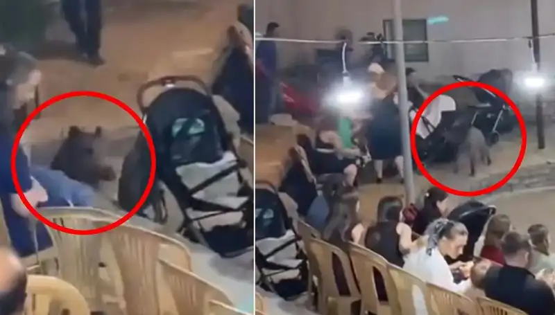 Düğün Törenine Gelen Yaban Domuzu, Misafirleri Korkuttu!