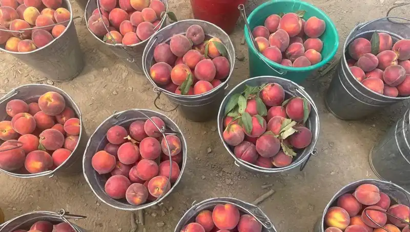 Hasat Sezonu Coşkusu: Çiftçiler 100 Lira Kilogram Fiyatıyla Gülüyor